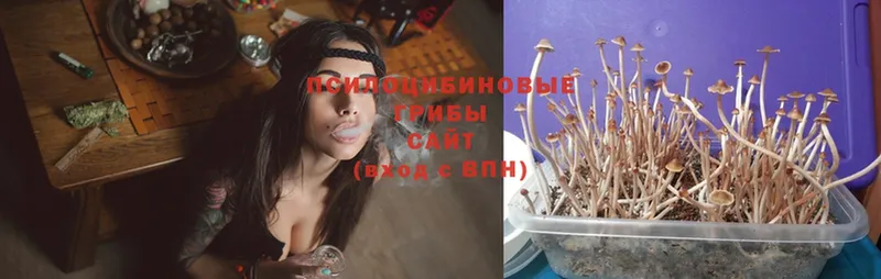 Галлюциногенные грибы Psilocybine cubensis  Кадников 